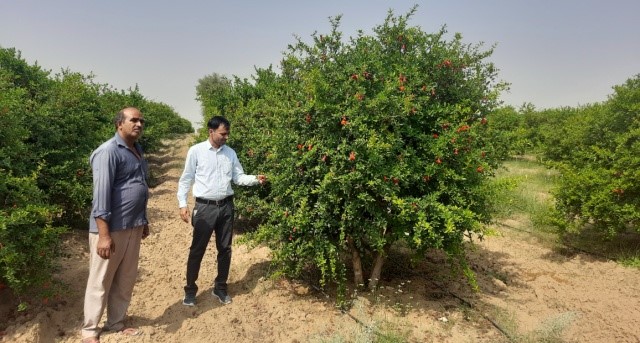 Success stories of Pomegranate