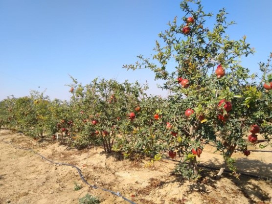 Success stories of Pomegranate