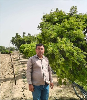 Success stories of Pomegranate