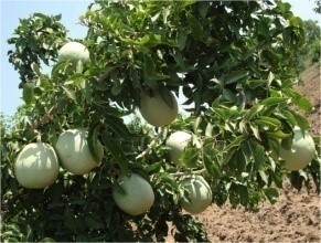 Bael (Aegle marmelos Correa)