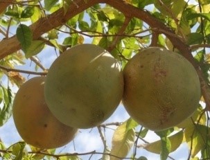 Thar Divya (CHESB.5)