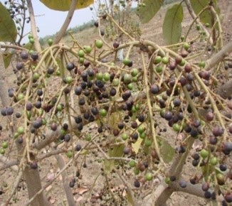 Chironji (Buchanania lanzan Spreng.)