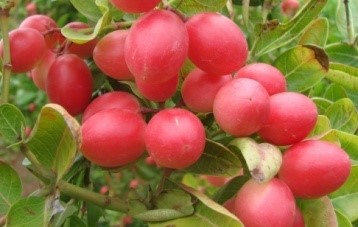 Karonda (Carissa carandas L)