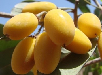 Khirni (Monilkara hexandra (Roxb.) Dubard) Correa)