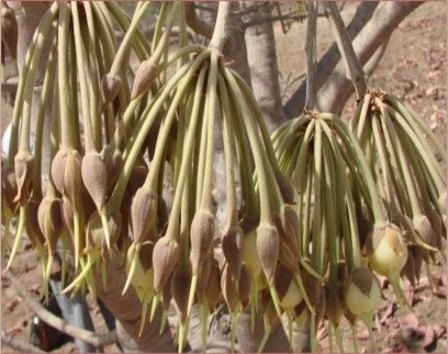 Mahua (Bassia latifolfa Roxb.)
