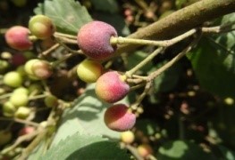 Phalsa (Grewia subinaequalis D.C.)