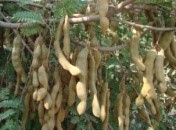 Tamarind (Tamarindus indica L.)