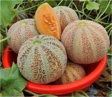 Muskmelon