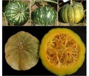 Pumpkin (Cucurbita moschata Duch.ex.Poir.)