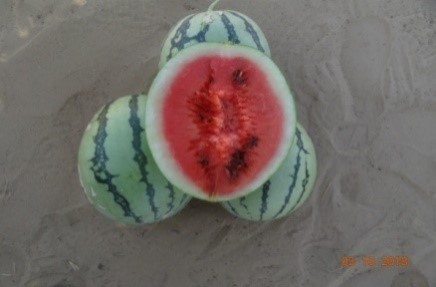 Watermelon Photo