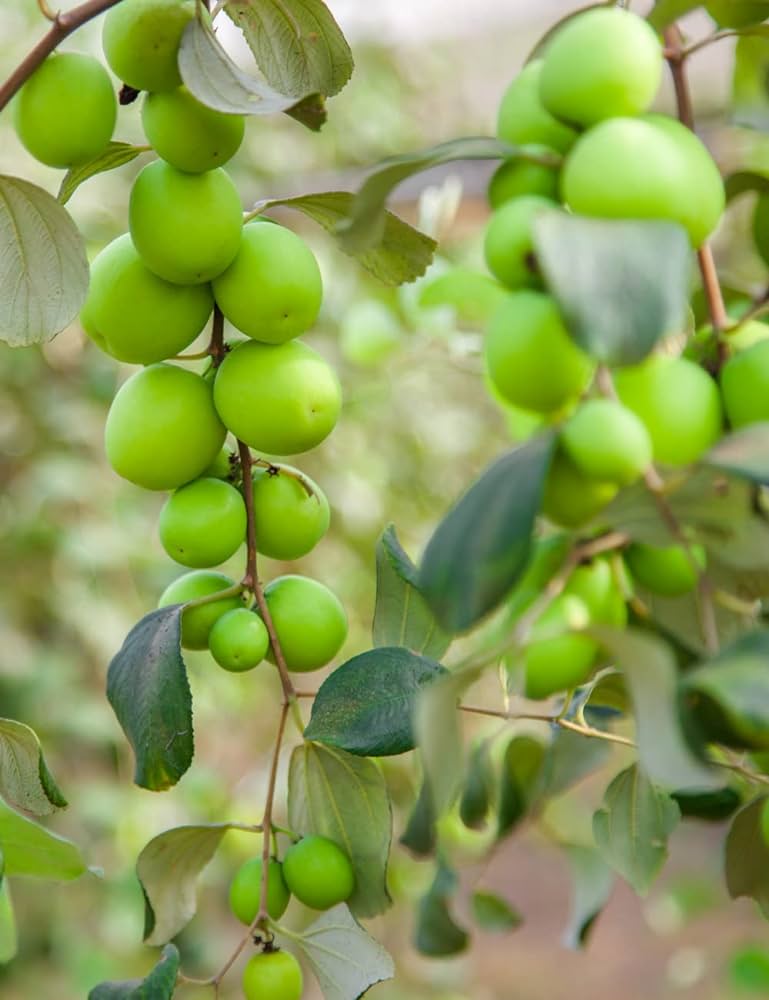 variety identified image