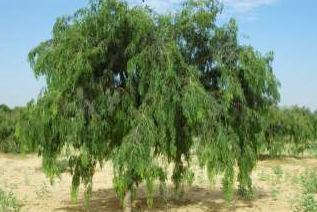 technical bulletin imaeg