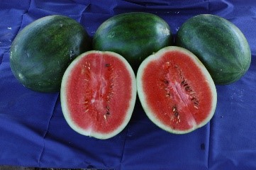 Thar Manak (Mateera F6/a) Thar Manak (Mateera F6/a)