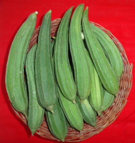 Ridge gourd
