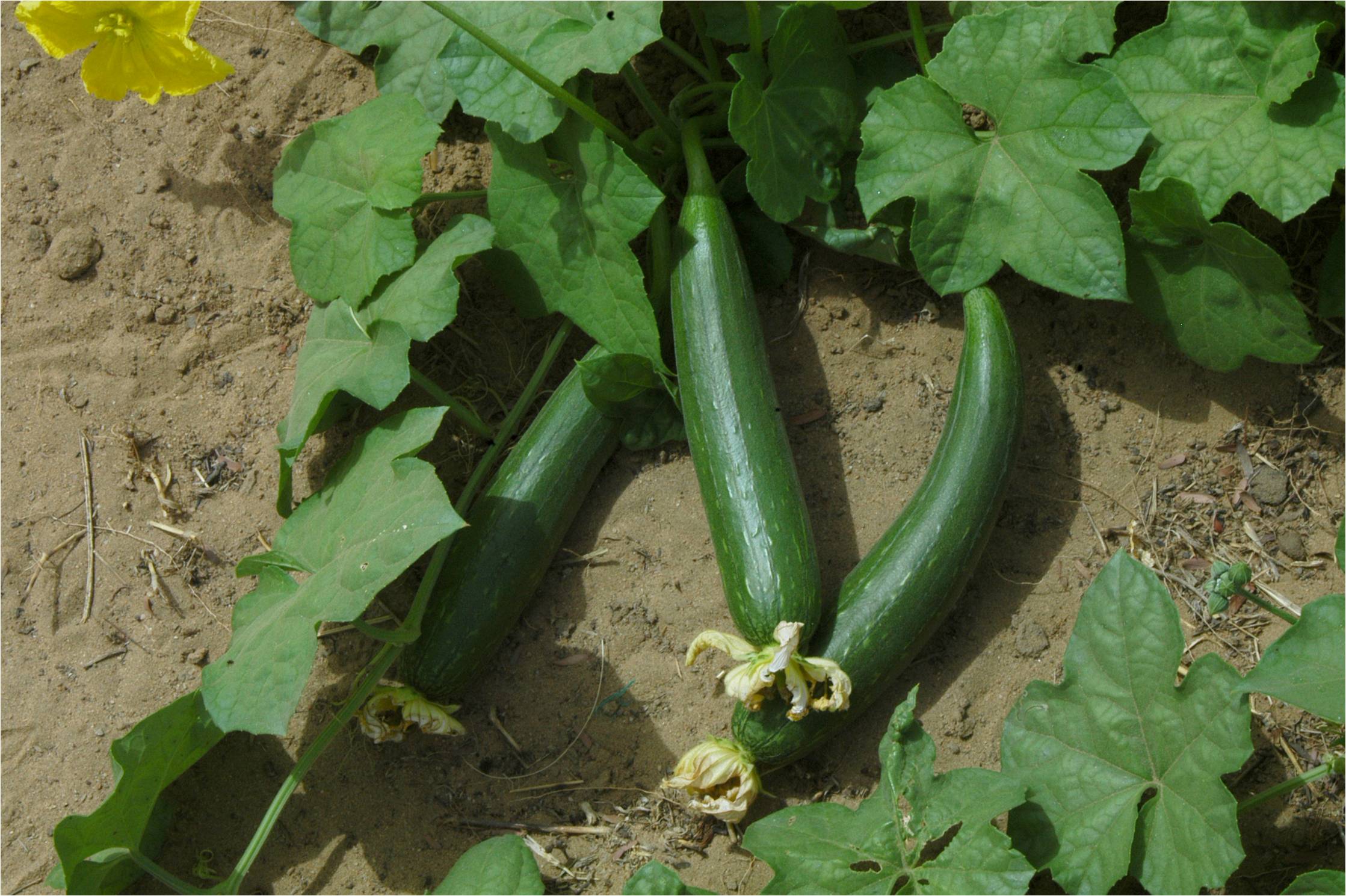 Sponge gourd Sponge gourd